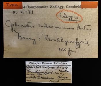 Media type: image;   Invertebrate Zoology OPH-4781 Description: Labels for this specimen included in the specimen tray.;  Aspect: labels